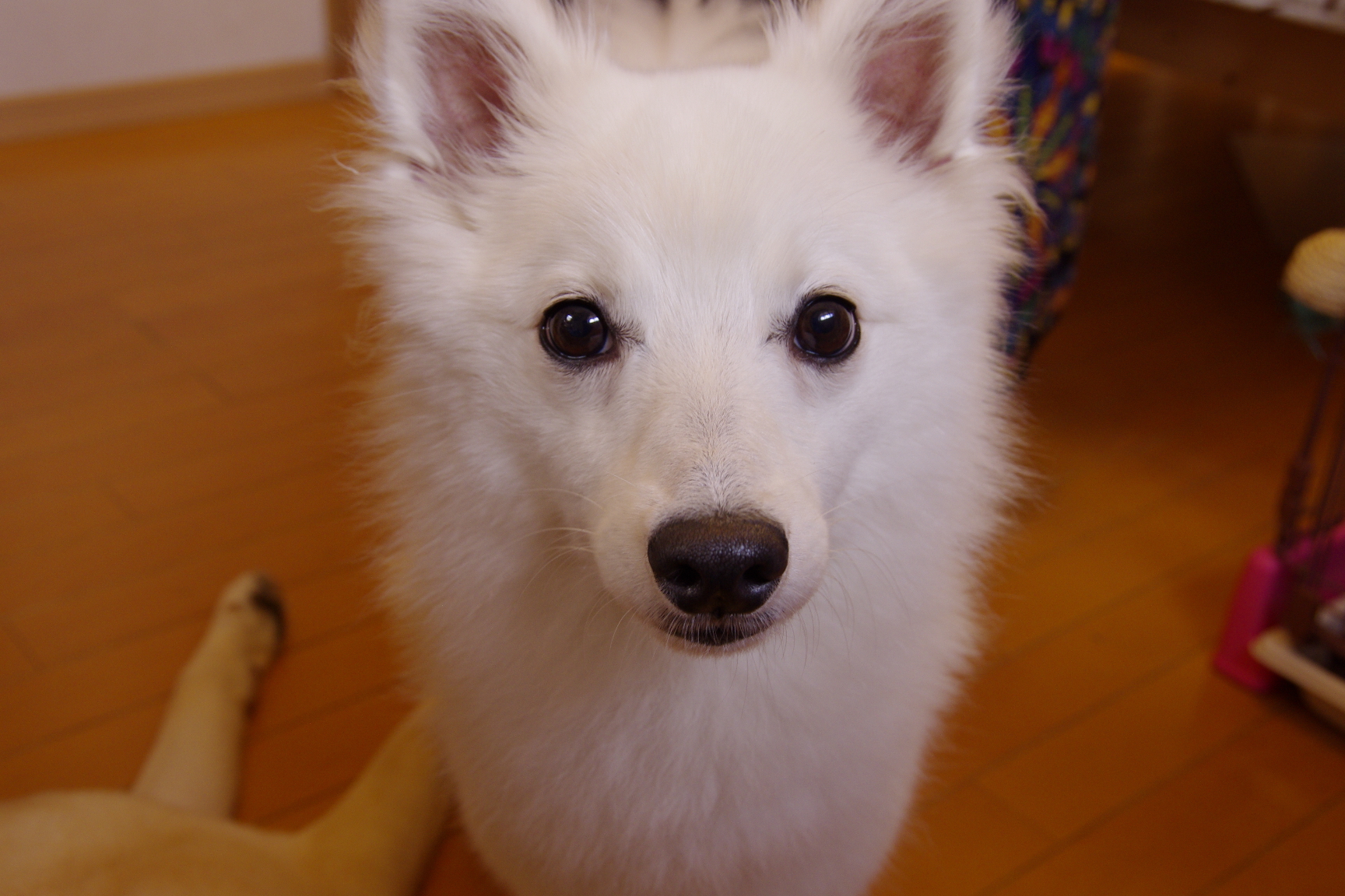 rita_tokorozawa_dog